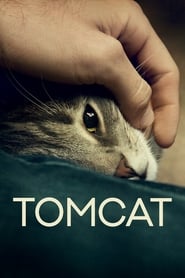 Tomcat Tomcat